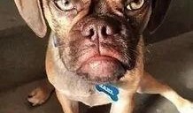 大狗最新爆料图片大全,图片大全揭秘幕后真相