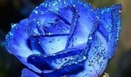 爆料蓝色妖姬视频大全最新,最新视频大全大揭秘